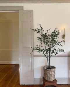 A potted plant with green leaves stands next to a partially open door in a room with wooden floors and neutral-colored walls.