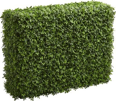 Boxwood Hedge